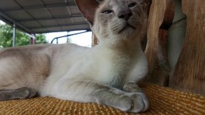 Кот сиамский ориентал Даллас