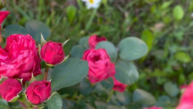 Розы. Роза Помпонелла Саммер Хаус