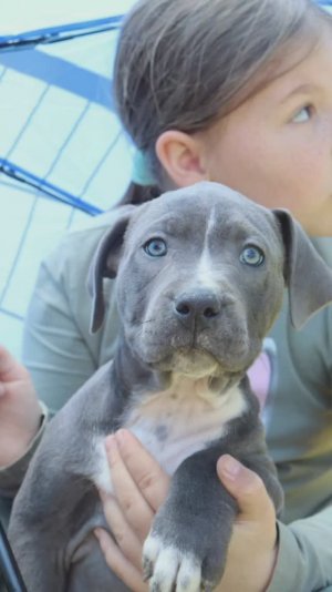 Американский Питбультерьер Кристина Одобеско Питомник BLUE CRISTAL 💙 😍 уехал на поезде в Москву