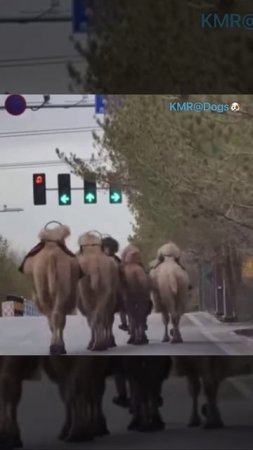 В отряде только девушки🐪😍