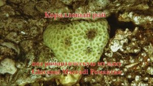 7. Коралл Гониастрея Эдвардса под романтическую музыку Giovanni Marradi Романтик