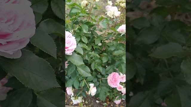 роза Корфюрстин Софи.