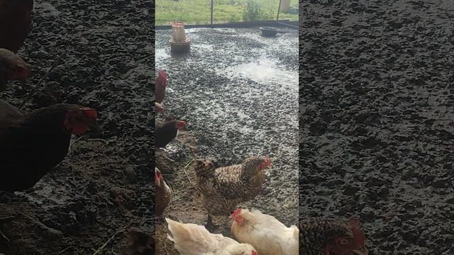 Воскресенье ⛈️ со мной все: волкодав Ева🐈 старая кошечка Бэля, рыжий кот Фокс🐱 хозяюшка Лапа☝