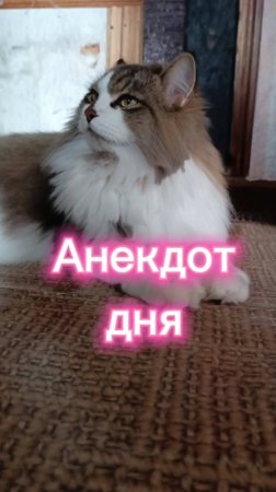 Анекдот дня.