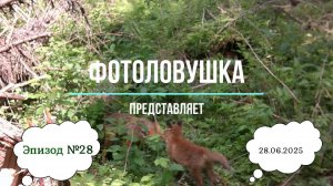 Фотоловушка представляет. Эпизод 28.