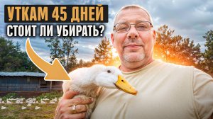 Стоит ли убирать УТОК в 45 дней?🦆 Мой эксперимент и результаты! 🎥#МоеПодворье