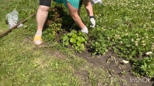 29-06-2025 ДАЧА : ДЕНЬ ВТОРОЙ ✅