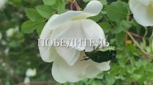 2025_06_ПОБЕДИТЕЛЬ