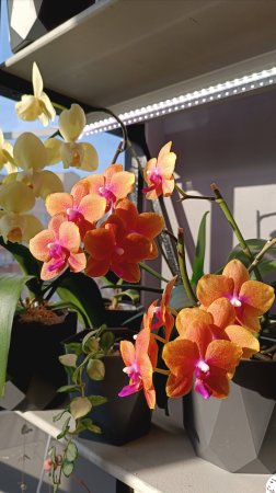 Фаленопсис Бронзовый Будда 🧡 #орхидеи #фаленопсисы