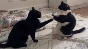 СМЕШНЫЕ КОТЫ 2025 ЛУЧШИЕ ПРИКОЛЫ С КОТАМИ, КОШКИ, КОТИКИ, СОБАЧКИ, СМЕШНОЕ ВИДЕО