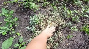 Ясколка – идеальный почвопокровник для сада! Почему её стоит посадить? 🌸🌿