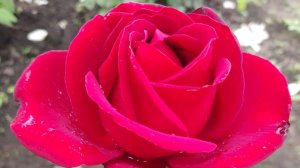 __МОМЕНТ ИСТИНЫ_3я версия.Катерина  РАДУША..(.ДУША РА)...Эльфийская фолк версия песни..  (3).mp4