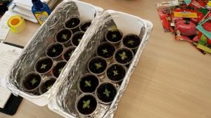 Витамины для Эустомы Часть 3