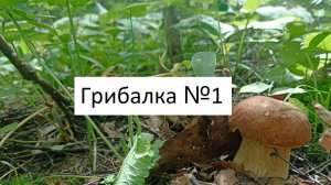 Грибалка №1
