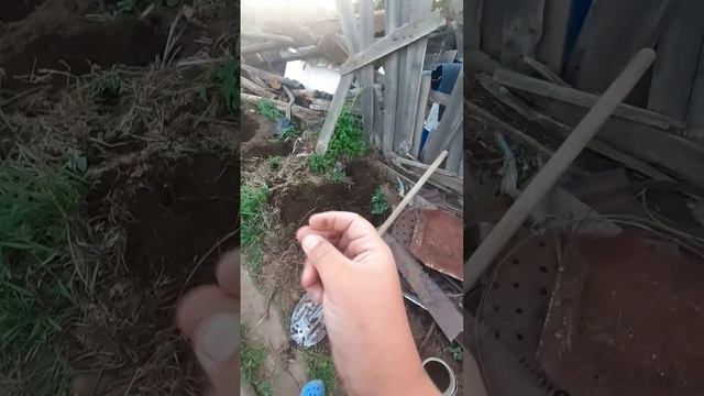 ДГЕ НАХОДЯТСЯ ЧЕРВИ .