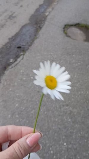 ромашка