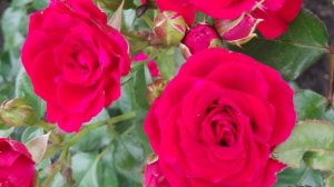 __МОМЕНТ Истины..4я версия Екатерина  РАДУША..(.ДУША РА)...Эльфийская фолк версия песни..  (4).mp4