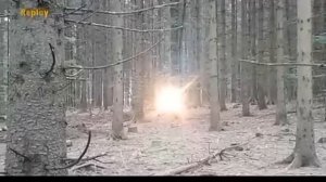 Странный Свет в Лесу