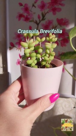 Crassula Brevifolia 😍🌿