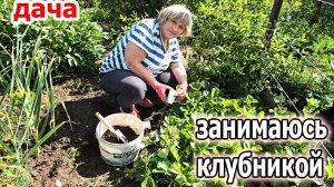 Дача.Погода изменчива.Размножаю клубнику.Обрезала пасынки на огурцах.Июнь 2025