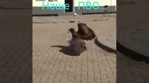 Наше ПВО