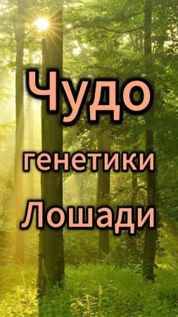Чудо генетики .Лошади. Число 4