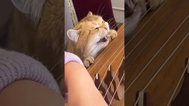 Котоприколы Подборка