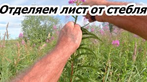 Сбор листа иван-чая. Часть 1