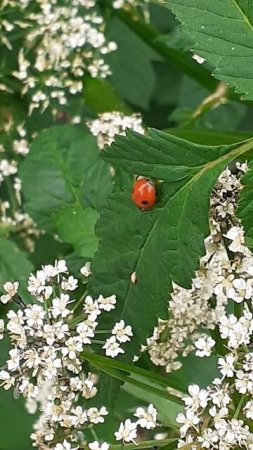 божья коровка 2х-точечная (Adalia bipunctata)