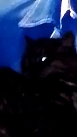 Котенок Барсик смотрит ужасы по ТВ 😾😈