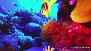 #Коран#Юнус#СамыеКрасивыеМеста#Relaxation##Islam#Quran#Yunus#Minshawiy #4кВидео#17часть#