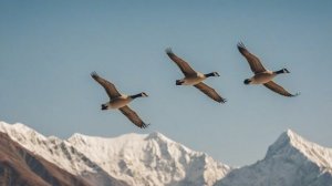 Птицы-экстремалы Выживание в самых сложных условиях