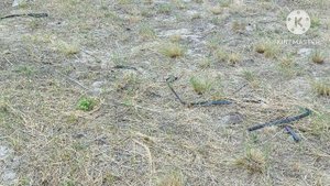 Летний коп 29.06.25 г.