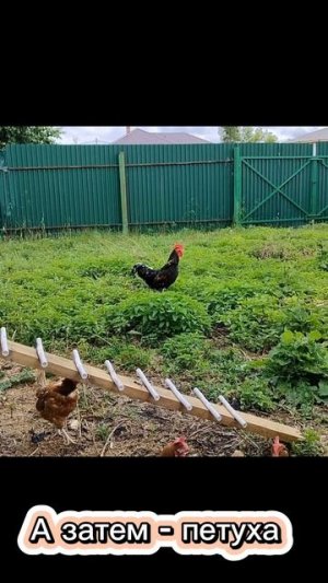 Наши курочки и петушок