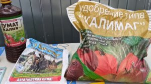 Уход за клубникой после сбора урожая – 5 обязательных шагов для урожая в следующем году! 🍓✂️