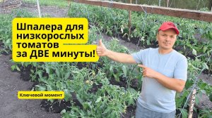 Больше никаких колышков! Самый простой способ подвязки томатов
