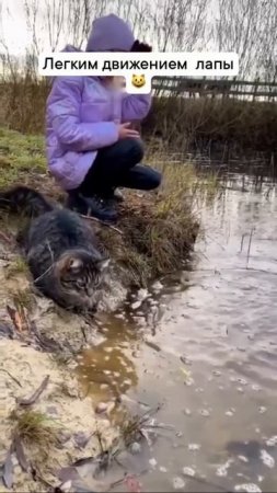 Кот рыбак