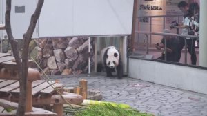 🐼 Четыре панды вернулись из Японии в Китай 🇨🇳🇯🇵
