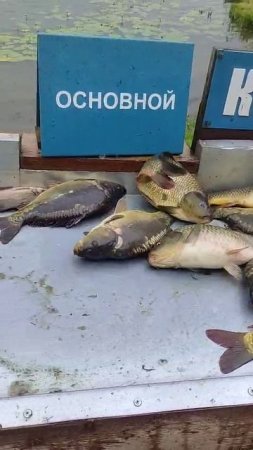 Каньон 29.06.