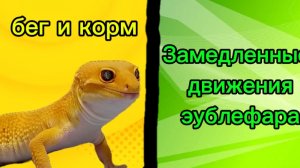Замедленные движения эублефара