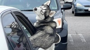 Животные, которые заслуживают "Оскара" за лучшую комедию 😂 Самые смешные видео о ЖИВОТНЫХ 2025
