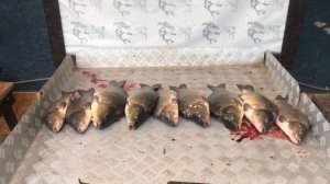 улов карпа на большом водоёме