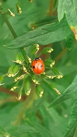 божья коровка двухточечная (Adalia bipunctata)