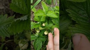 Земляника Желтое чудо двухлетний куст