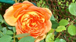 Мои розы в июне. Прогулка по саду