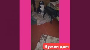 Ах,как хочется пожить в настоящем доме с будкой! И бегать ,когда захочется. Не по квартире!По траве