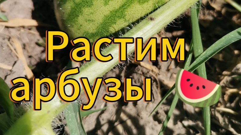 Растим арбузы 🍉