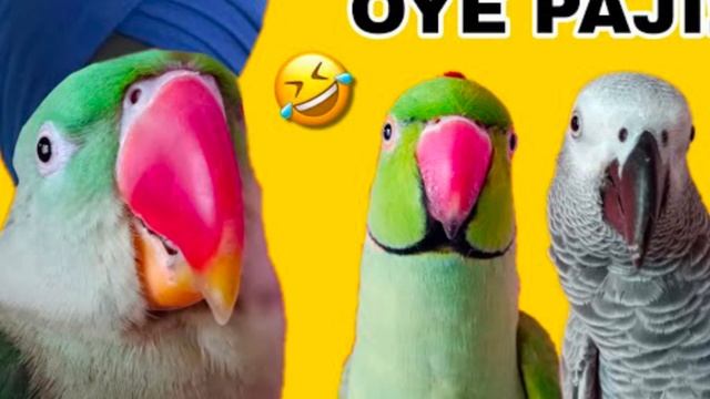 Банда Юга 2_4K_60fps