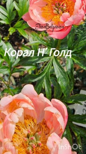 Сорта пионов 2025