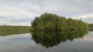 Магнолия